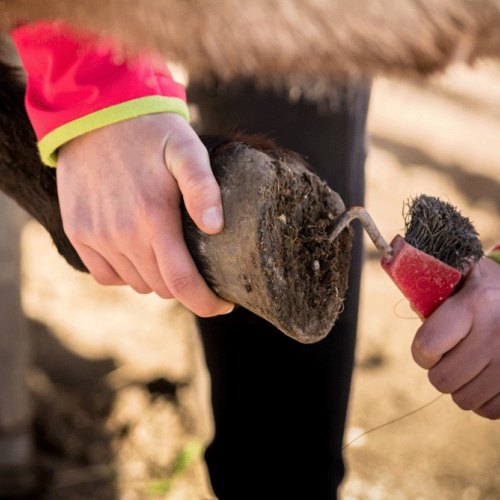 Farriers