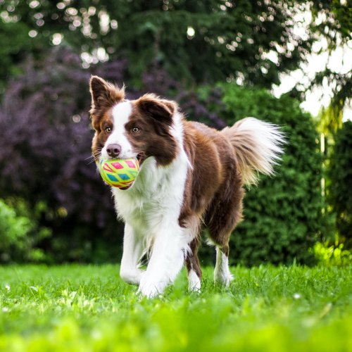 Dog Accessories