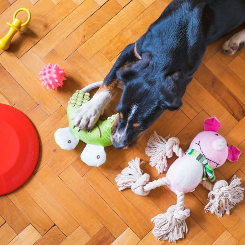 Rope Toys for Dog Carrot of Cotton Rope 21 x 4 Cm