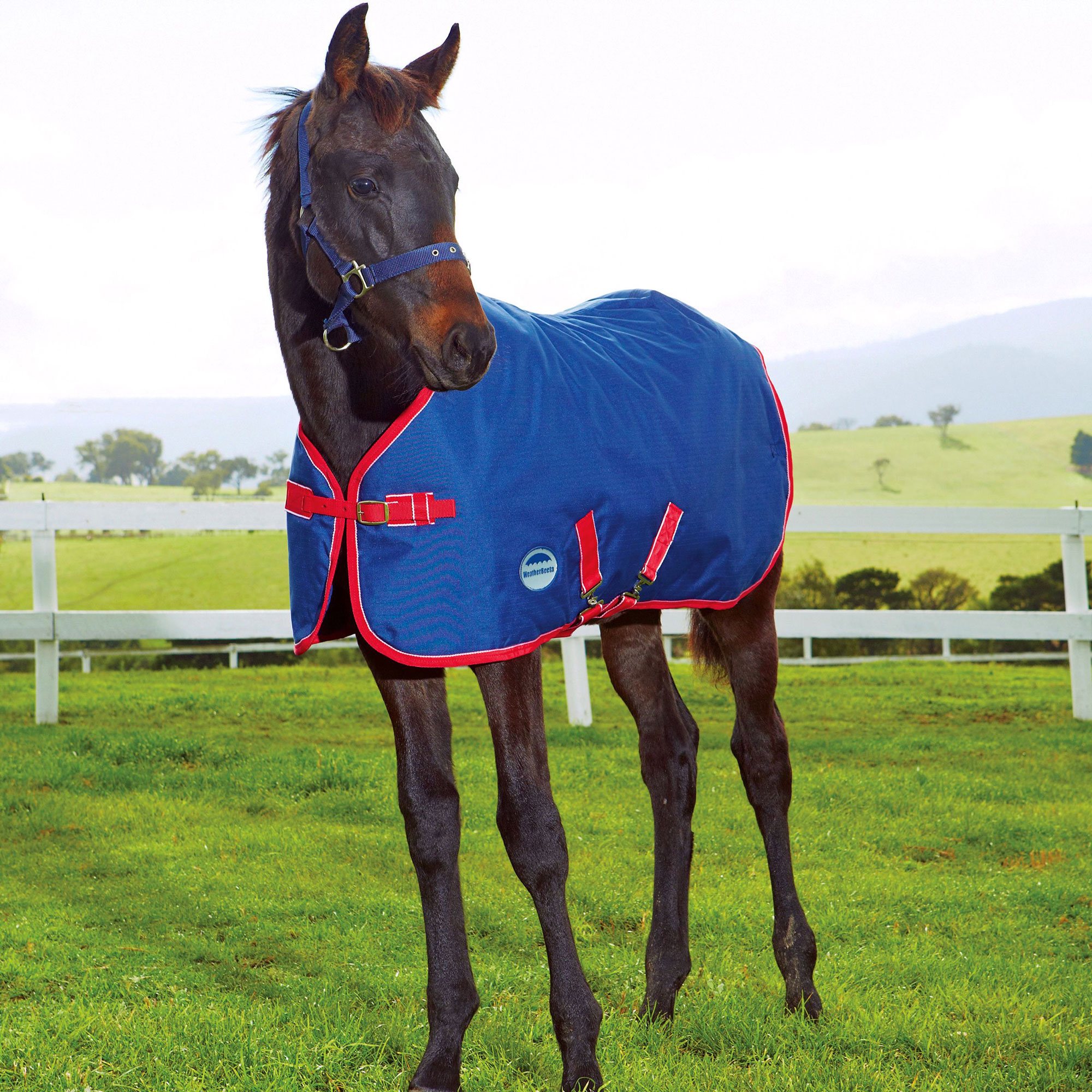 Weatherbeeta Original 1200d Standard Neck Medium Foal Rug Robinsons Equestrian