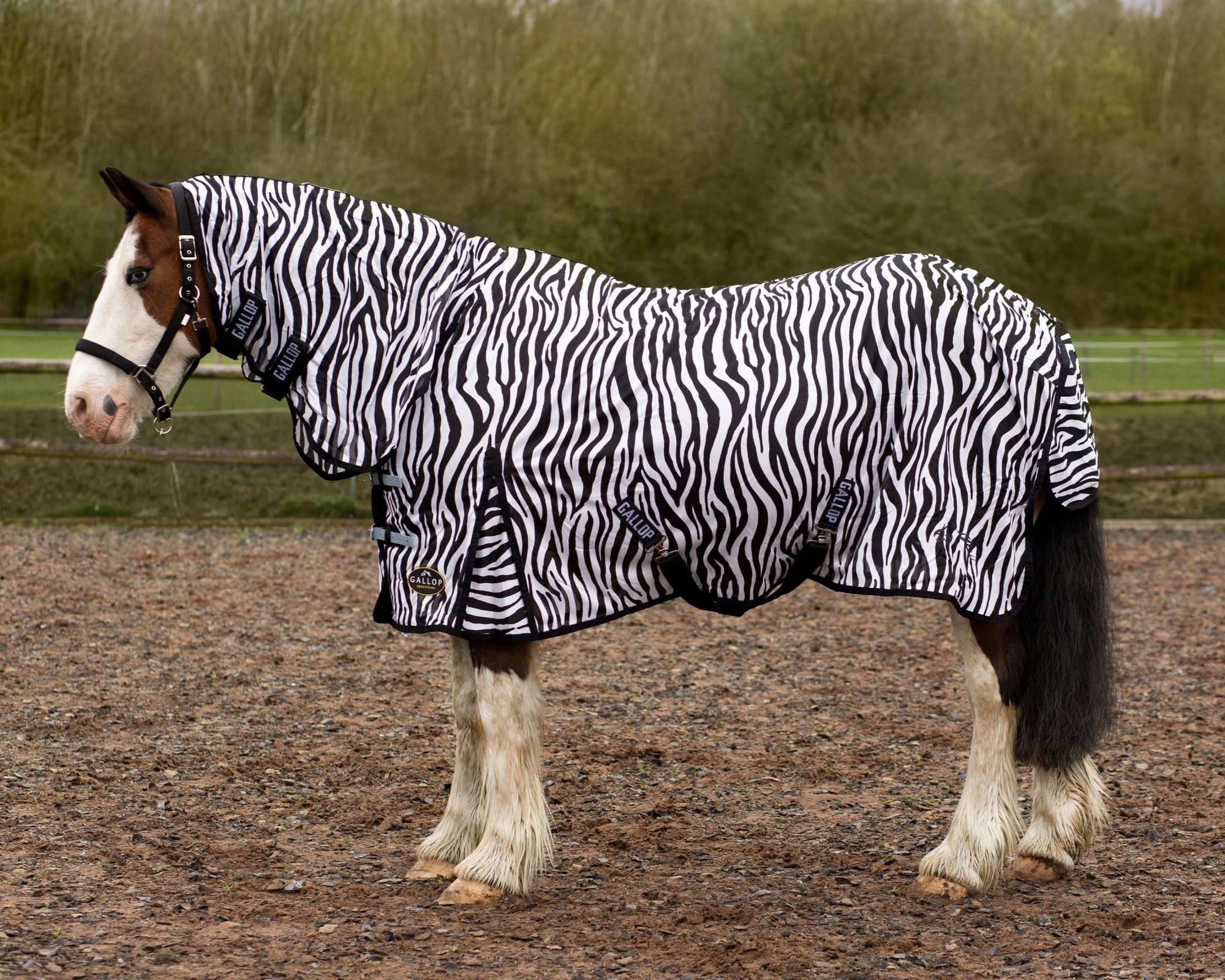 Gallop Zebra Combo Fly Rug x Surcingle Robinsons Equestrian