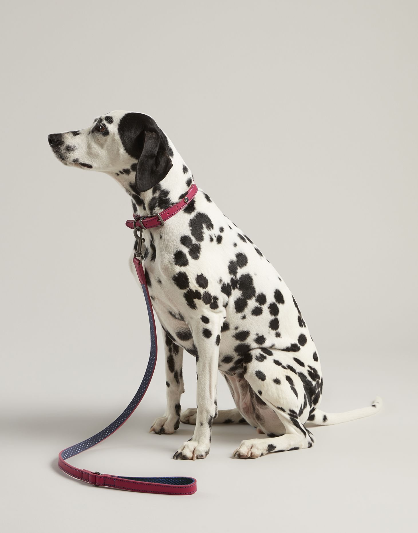 Joules Leather Dog Lead Robinsons Equestrian