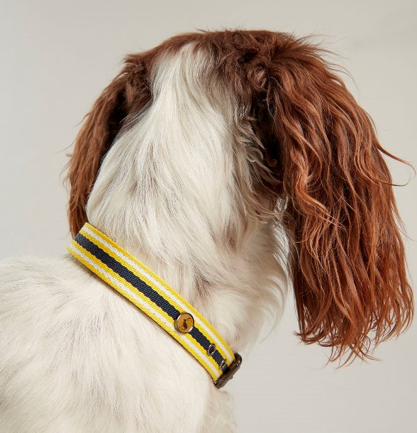 Joules Striped Dog Collar Robinsons Equestrian