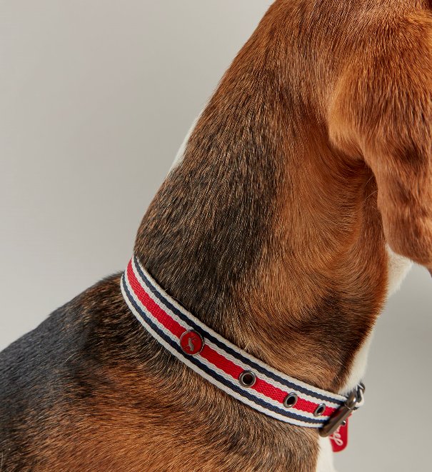 Joules Striped Dog Collar Robinsons Equestrian