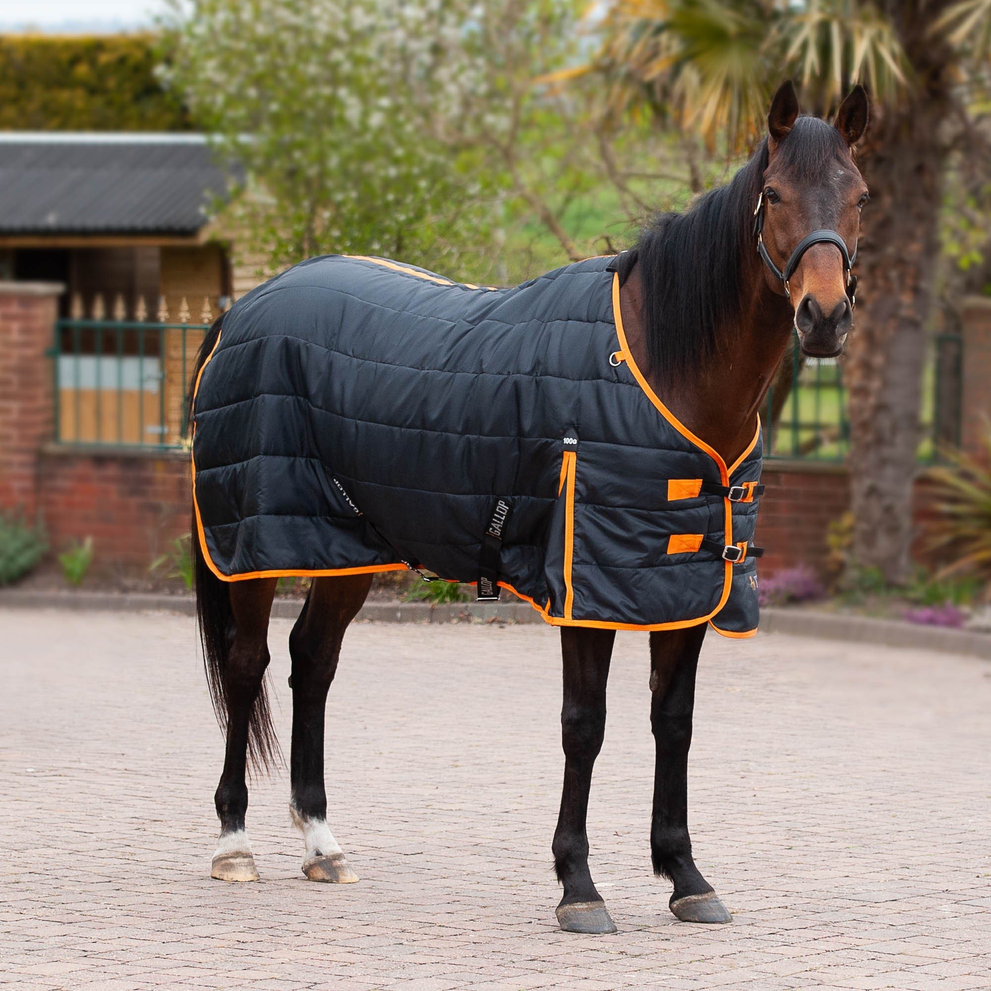 Gallop Trojan 100 Stable Rug Robinsons Equestrian