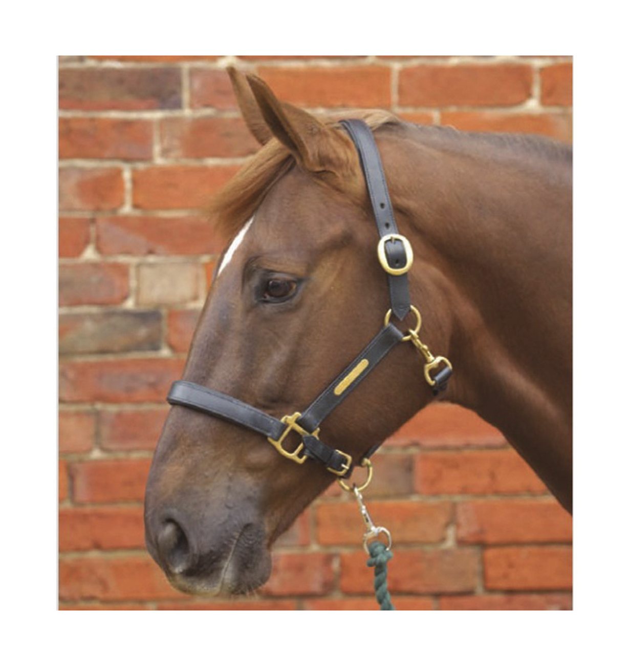 Leather Head Collar Robinsons Equestrian