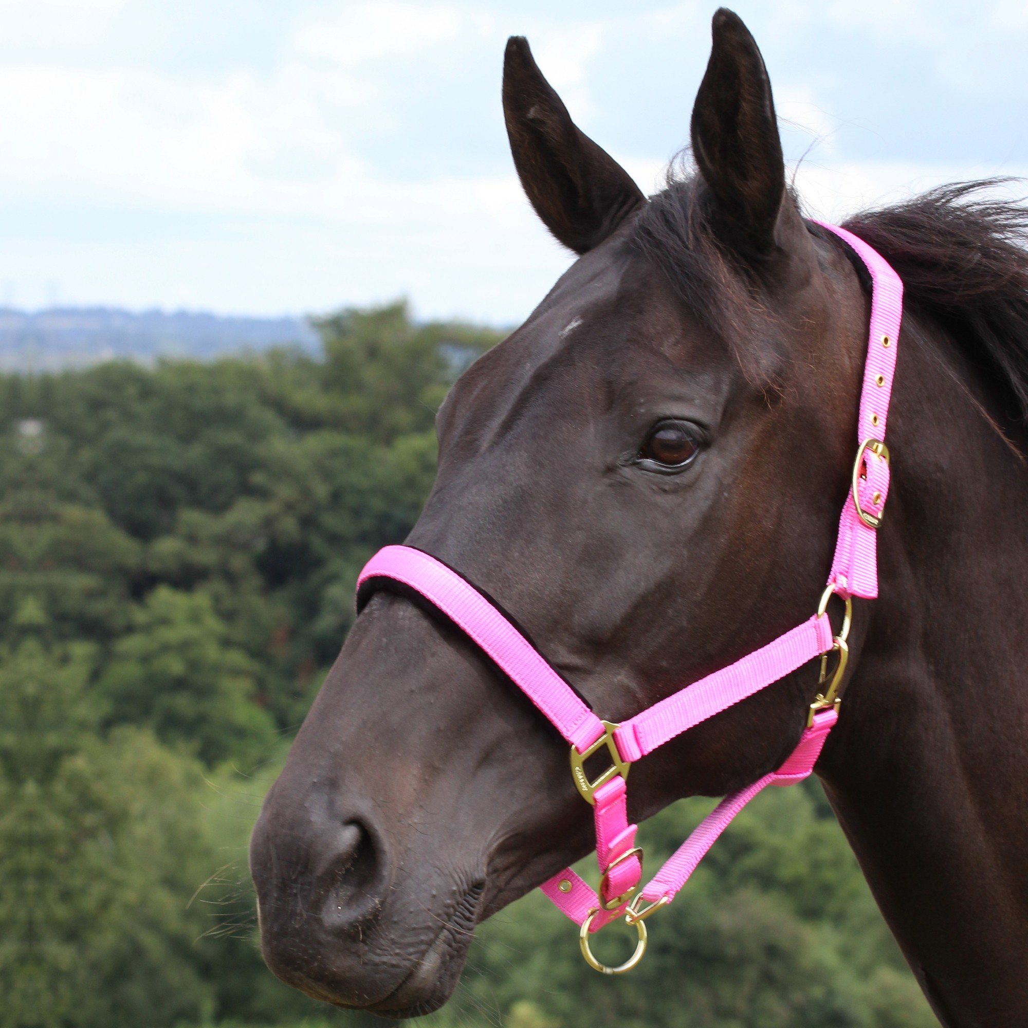 ProSafe Headcollar Black Horse
