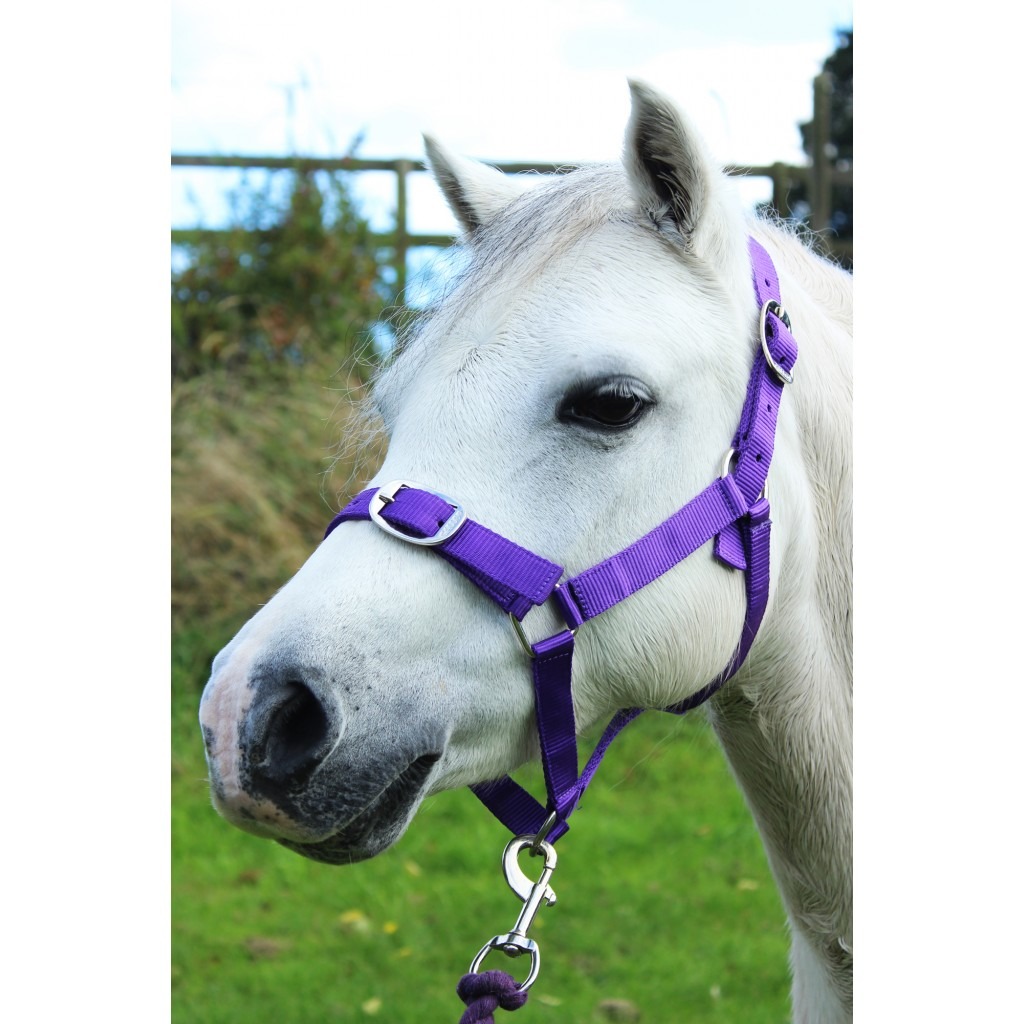Gallop Headcollar And Lead Rope Set - Robinsons Equestrian