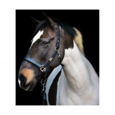 Equilibrium Stellar Head Collar