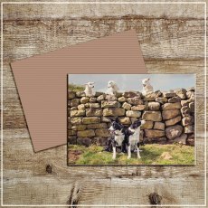 Kitchy & Co Greetings  Card Cheeky Petlambs