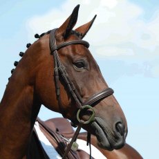 Collegiate Syntovia+ Padded Raised Cavesson Bridle