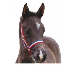 Roma Foal Headcollar