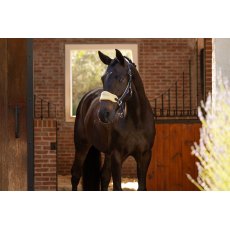 LeMieux Vogue Headcollar