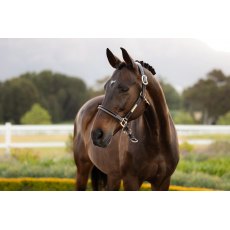 LeMieux Rope Control Headcollar