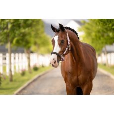 LeMieux Capella Headcollar