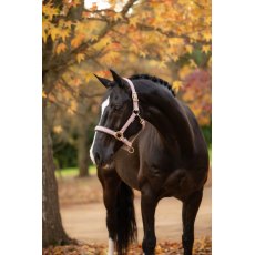 LeMieux Essence Headcollar LeMieux Essence Headcollar