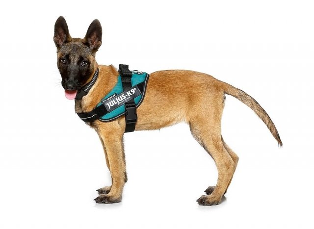 Julius K9 Idc Dog Powerharness