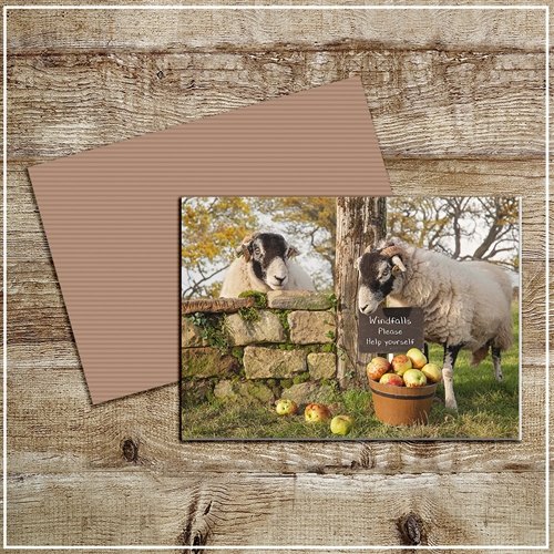 Kitchy & Co  Kitchy & Co Greetings Card Scrumping Apples