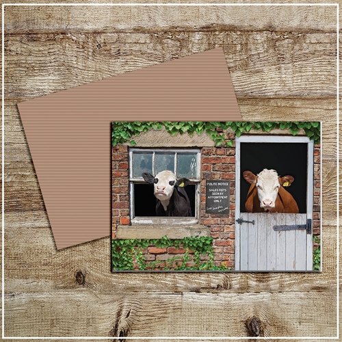 Kitchy & Co  KITCHY & CO GREETINGS CARD FREE SAMPLES WELCOME