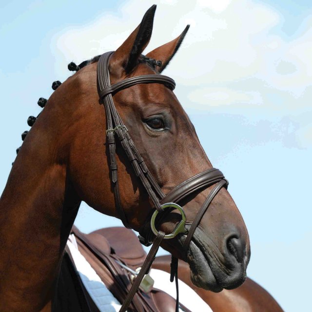 Collegiate Collegiate Syntovia+ Padded Raised Flash Bridle