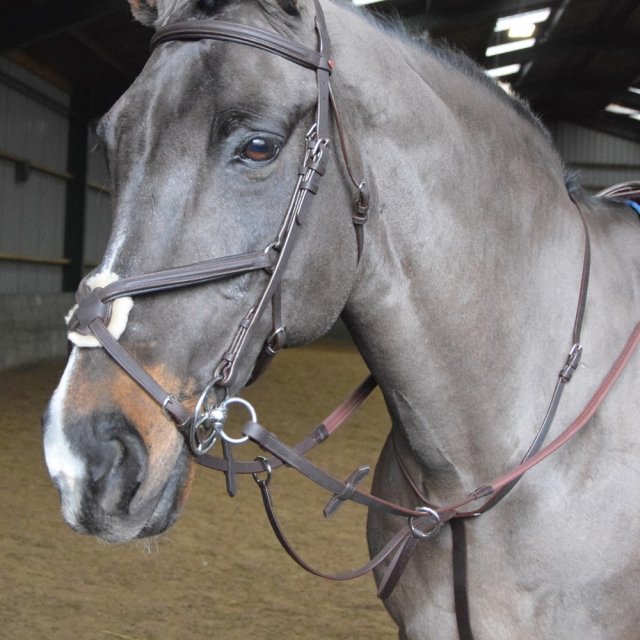 John Whitaker John Whitaker Running/ready Martingale Ride