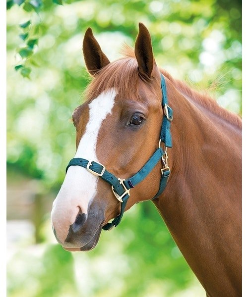 Shires Equestrian Shires Adjustable  Headcollar