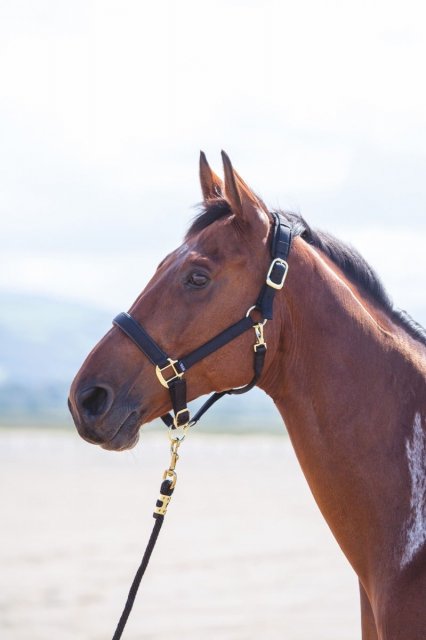 Shires Equestrian Shires Topaz Nylon Headcollar