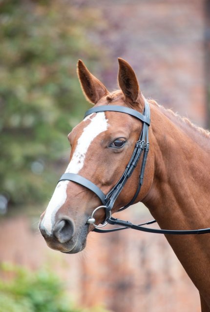 Shires Equestrian Shires Avingnon Cavesson Hunt Bridle