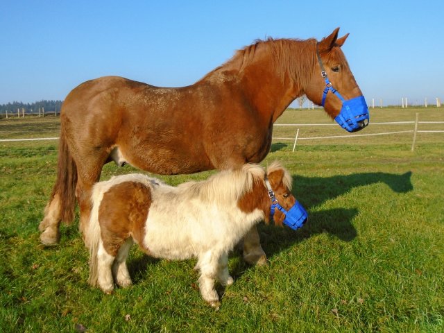 The Ultimate Grazing Muzzle Ultimate Horse And Pony Grazing Muzzle