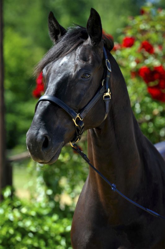 Stubben Stable Halter