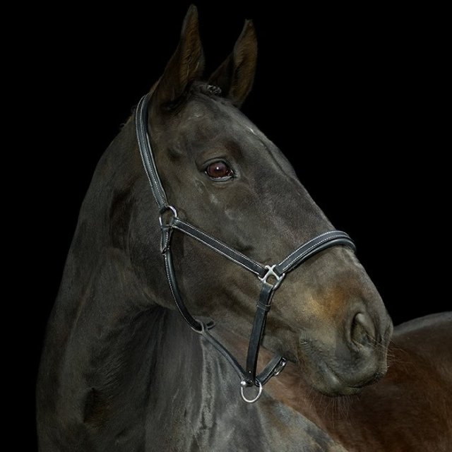 Gallop Gallop Leather Padded Headcollar