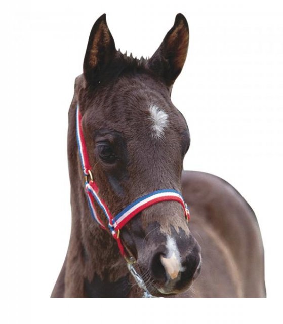 Roma Roma Foal Headcollar