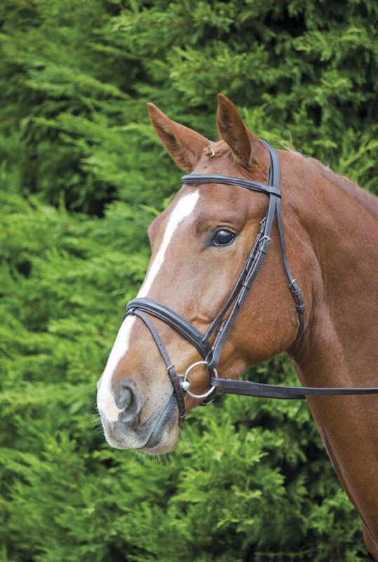 Aviemore Comfort Fit Bridle