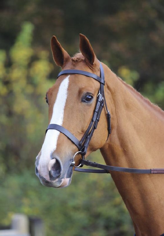 Aviemore Plain Bridle