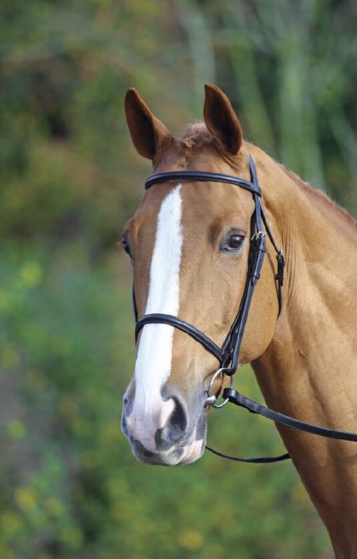 Aviemore Raised Cavesson Bridle