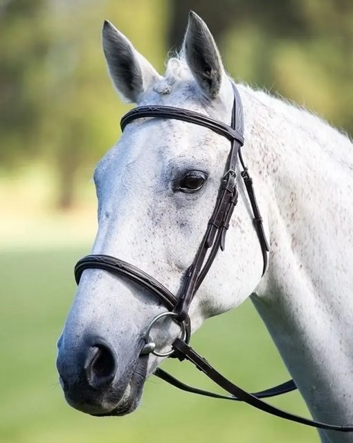Shires Shires Avignon Raised Cavesson Bridle