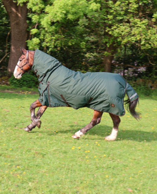 Perf Equine PERF EQUINE 200G COMBO DARK GREEN