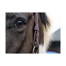 Equilibrium Equestrian Equilibrium Stellar Head Collar