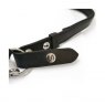 Equilibrium Equestrian Equilibrium Stellar Head Collar