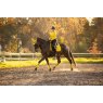 LeMieux LeMieux Prospect Dijon Dressage Suede Square
