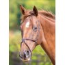 Shires Equestrian Shires Velociti Mexican Grakle Noseband