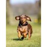 LeMieux LeMieux Windsor Dog Collar -  M/l/xl