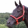 Gallop Gallop Padded Headcollar