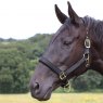 Gallop Gallop Padded Headcollar