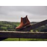 Chatham Chatham Arlington Chelsea Boot