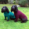 Equafleece Equafleece Hotter Dog Jumper L 60-72 Cm