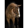 Rambo Micklem Original Competition Bridle