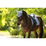 LeMieux LeMieux Classic Fly Hood