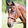 Shires Shires Avignon Raised Cavesson Bridle